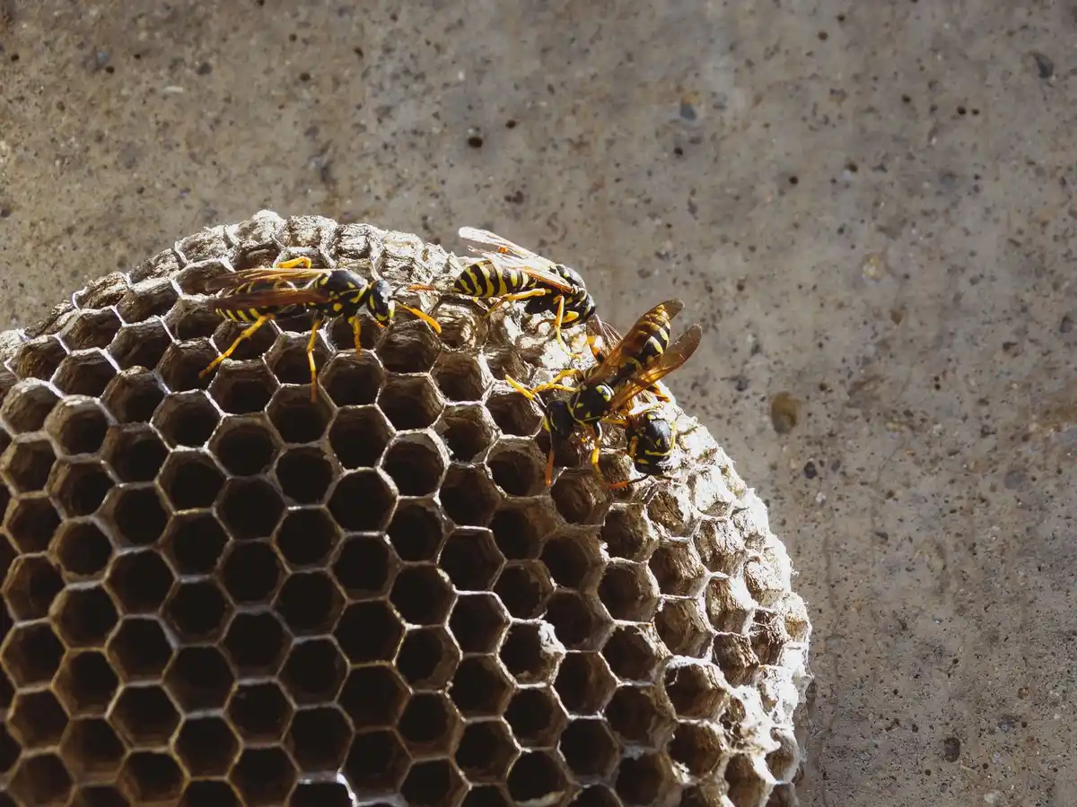 Paper wasp nest under the eave of a house
