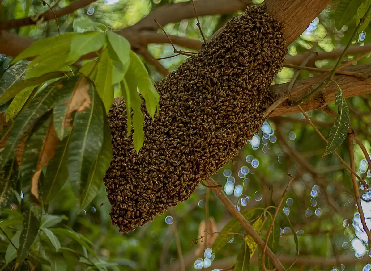 Honey bee swarm clustered on a tree branch