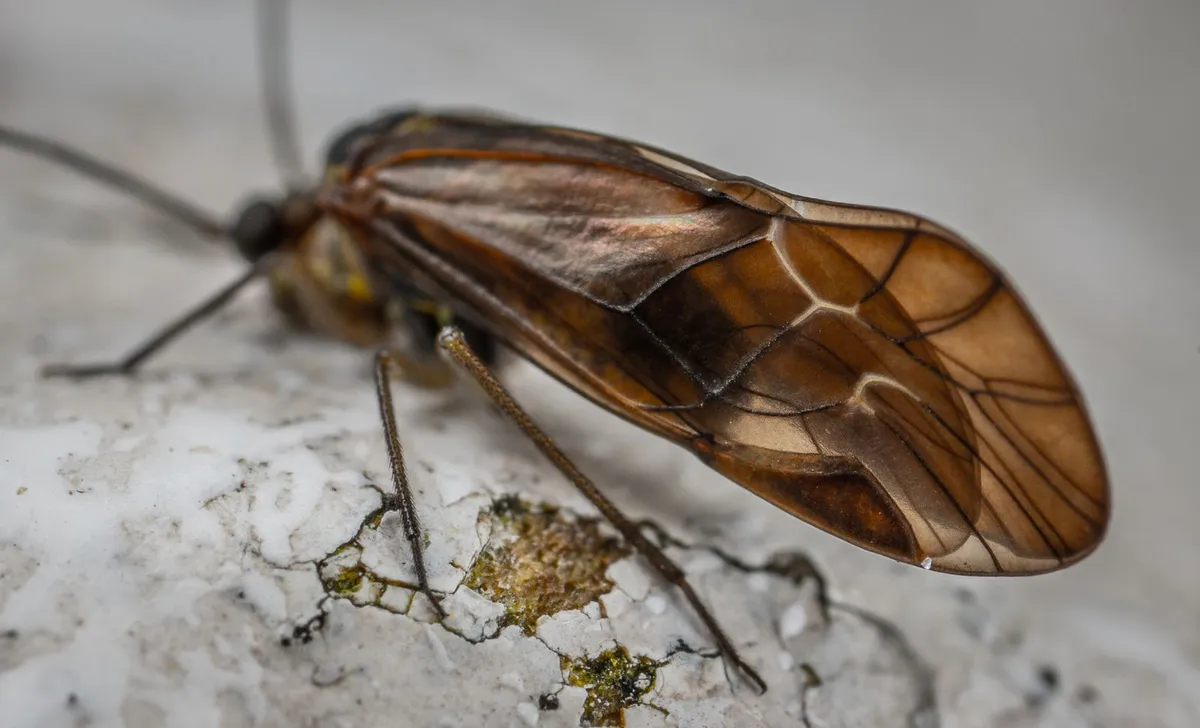 Small pile of shed insect wings on a white windowsill