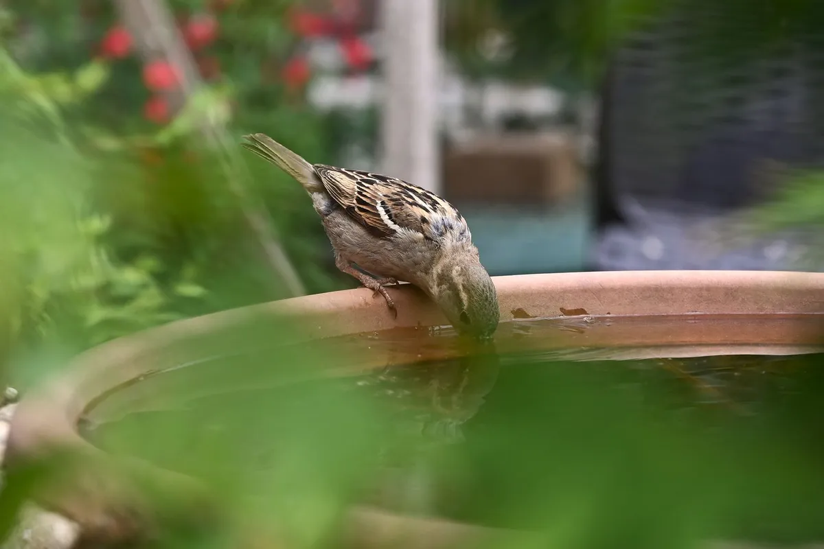 Birdbath and flower pots in a backyard garden