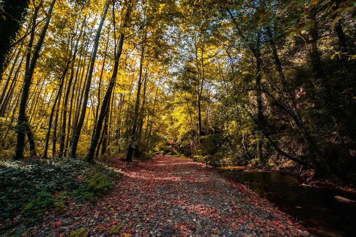 Wooded hiking trail beside a shallow creek in early fall