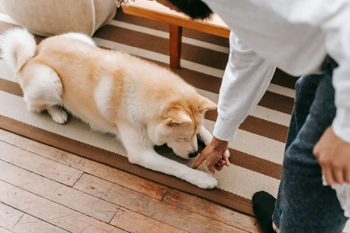 Dog resting on a living room rug next to a sofa