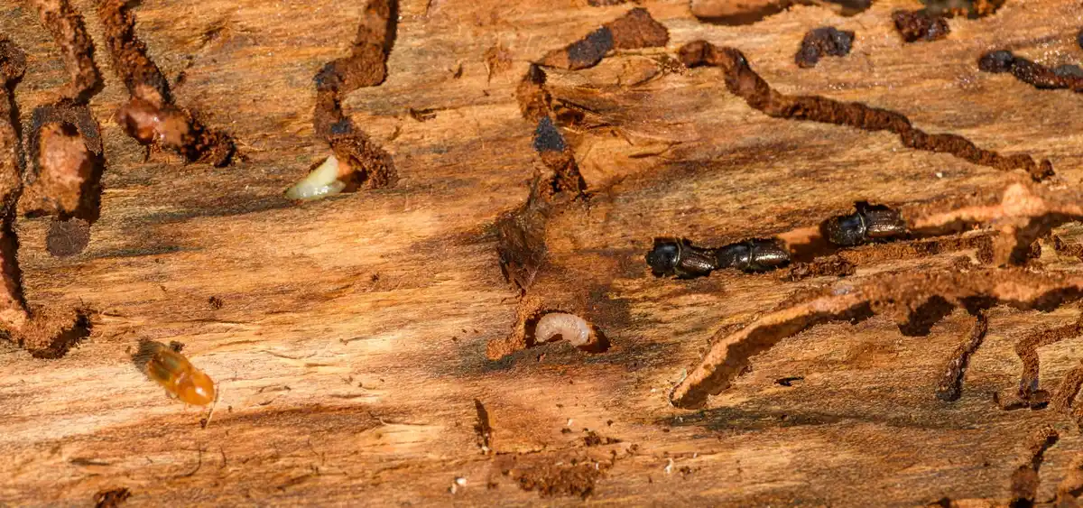 Close view of wood damaged by termites along the grain